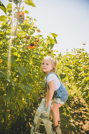 Sunflowers-39