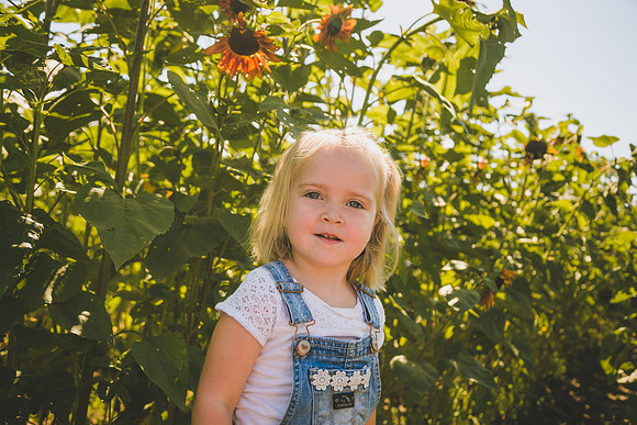 Sunflowers-42