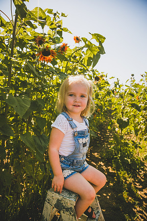 Sunflowers-44