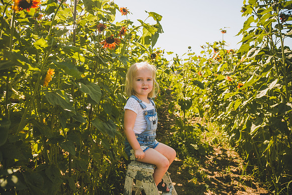 Sunflowers-46