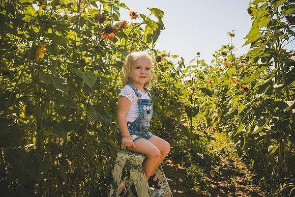 Sunflowers-47