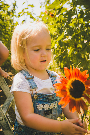 Sunflowers-59