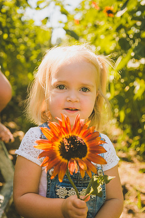 Sunflowers-65