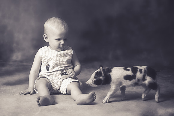 xPiglet-2