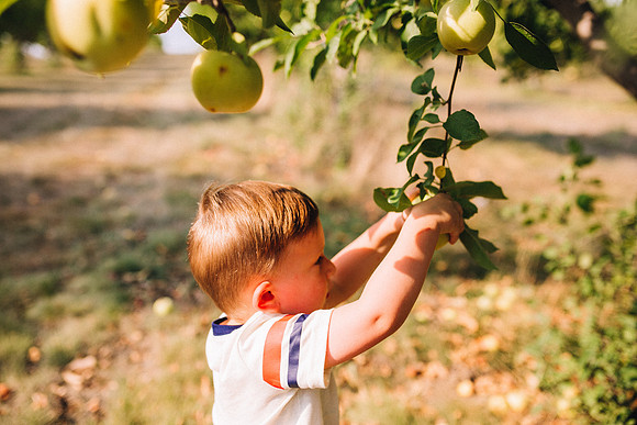 Apples-36