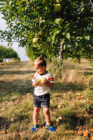 Apples-37