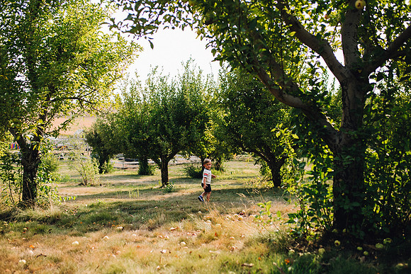 Apples-48