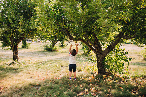Apples-49