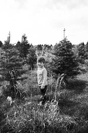 xTree Farm 2020-52