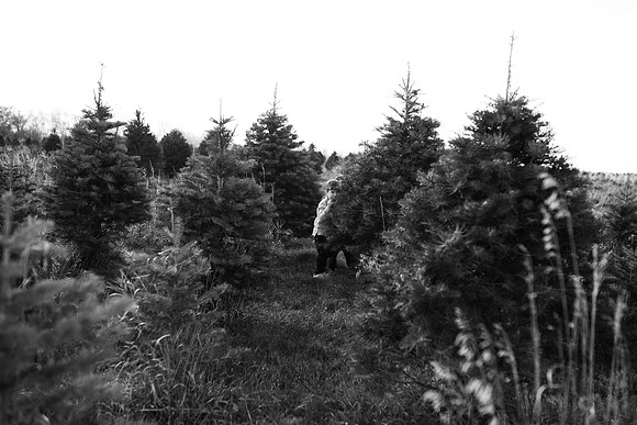 xTree Farm 2020-80