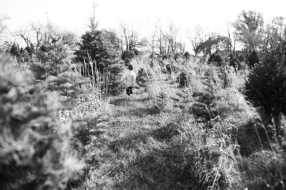xTree Farm 2020-138