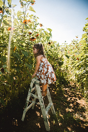 Sunflowers-33