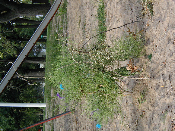 P8130270