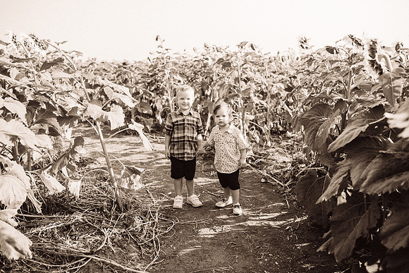 xSunflowers-57
