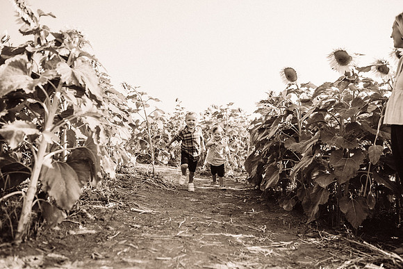 xSunflowers-39