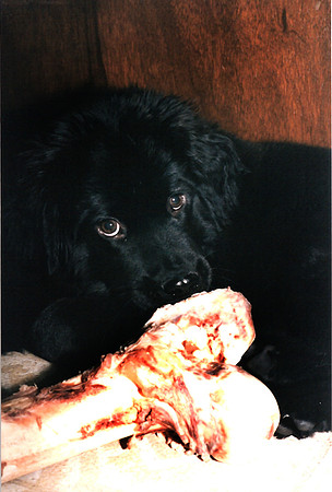 Loki 068