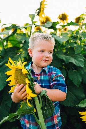Sunflowers-192