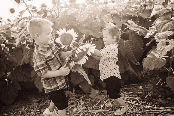 xSunflowers-201