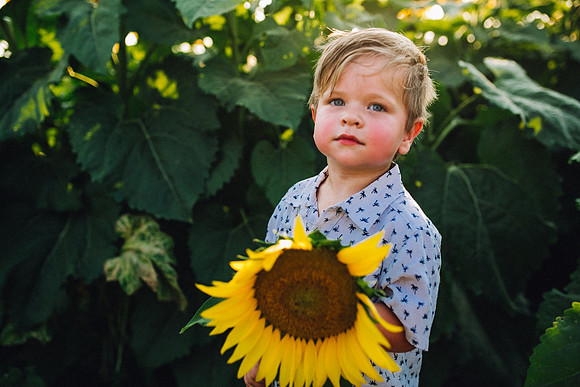 Sunflowers-207
