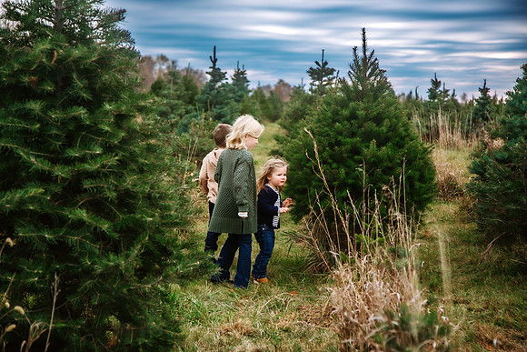 Tree Farm 2024-33