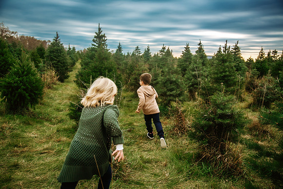 Tree Farm 2024-28