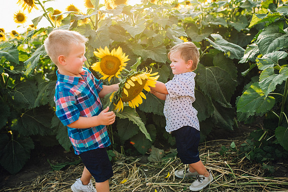 Sunflowers-201