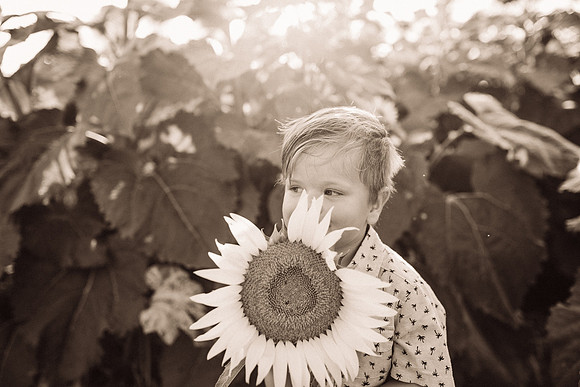xSunflowers-204