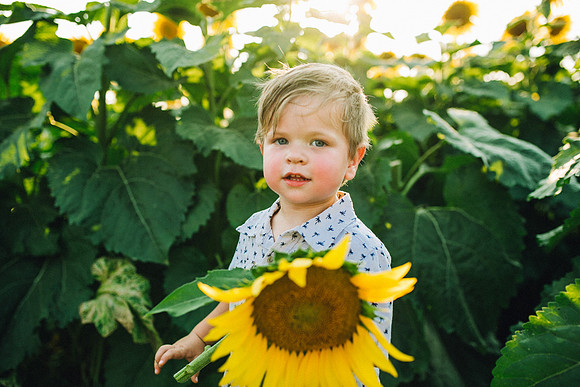 Sunflowers-210