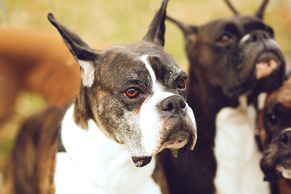 Puppies 2020-38