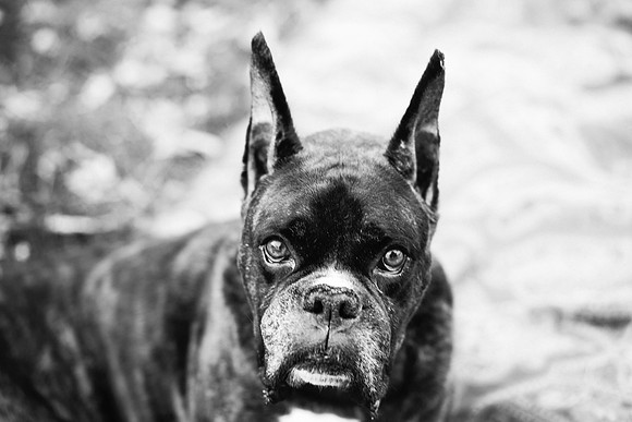 xPuppies 2020-34