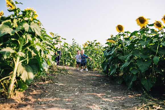 Sunflowers-48