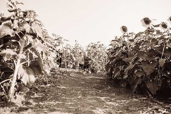 xSunflowers-48
