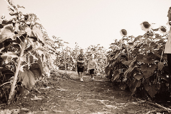 xSunflowers-38