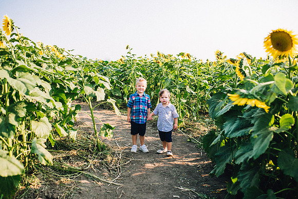 Sunflowers-56
