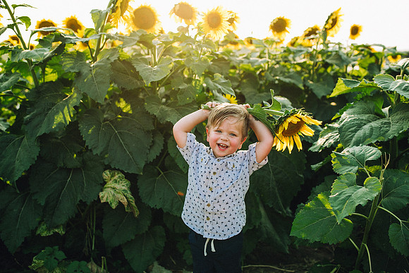 Sunflowers-212