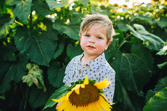 Sunflowers-208
