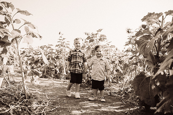 xSunflowers-60