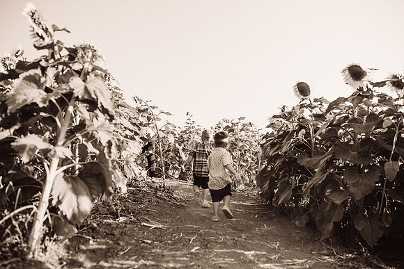 xSunflowers-47