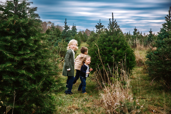 Tree Farm 2024-34