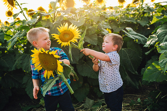 Sunflowers-200