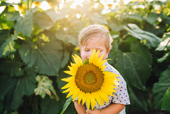 Sunflowers-203