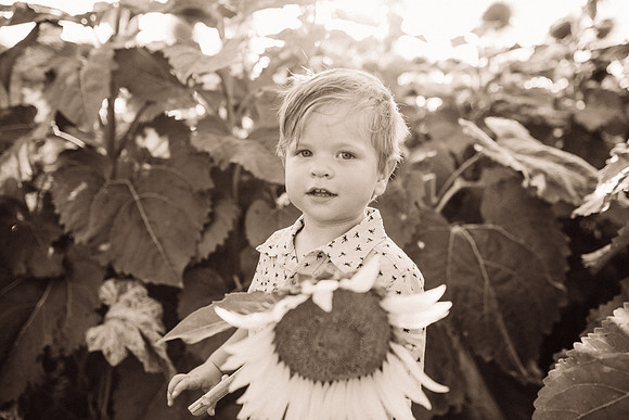 xSunflowers-210