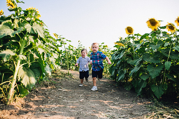 Sunflowers-52