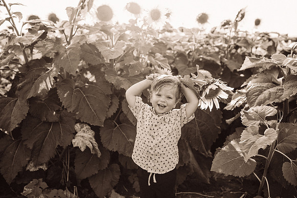 xSunflowers-212