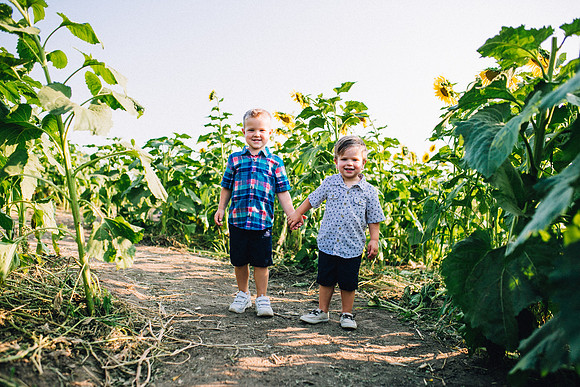 Sunflowers-59