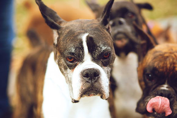Puppies 2020-39