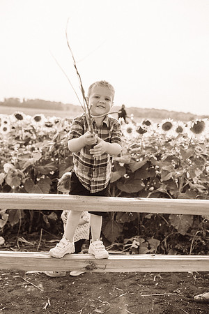 xSunflowers-170