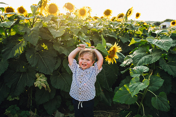 Sunflowers-211