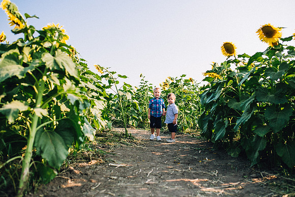 Sunflowers-36