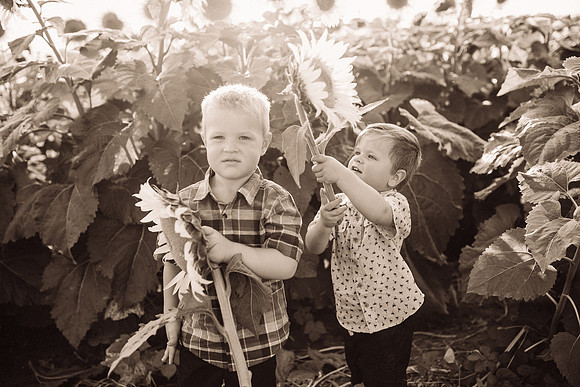 xSunflowers-197
